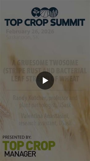 How do you manage stripe rust and bacterial leaf streak in wheat?Hear some key tips from Randy Kutcher and Valentina Anastasini’s joint session on these topics at the 2026 Top Crop Summit.Watch… | Top Crop Manager