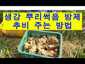 생강뿌리썩음방제와 다수확을 위한 추비 방법