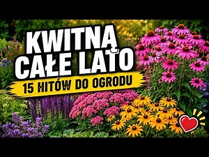 15 bylin kwitnących aż do przymrozków — ogród pełen koloru od lata do jesieni