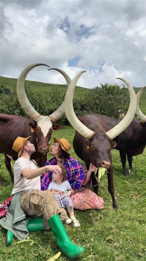 A French family kissing cows in Africa 🥰❤️❤️ #animals #trending #Kenya #Africa #france