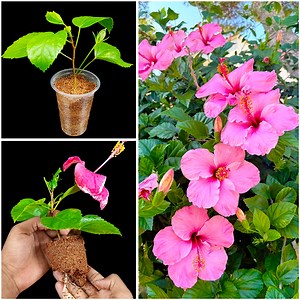 77K views · 521 reactions | Easy & Fast method for grow hibiscus flower plant from stem || Make your garden red & blossom | DIY IndoorGarden | Facebook