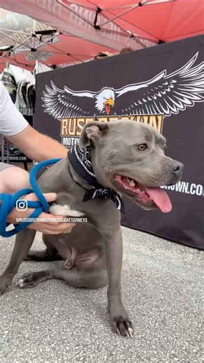 Oh yeah! Bear working it in his Russ Brown Motorcycle Attorneys bandana all the way to the bank! | Russ Brown Motorcycle Attorneys