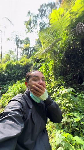 ¿Pagarías $800 por ver gorilas en África?