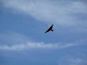 Red Kite calling