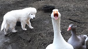 Puppy vs Geese | Farm Animal Behavior Lessons