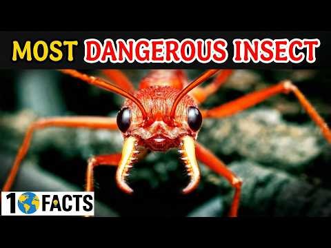 Top 10 DEADLIEST Insects You Must Avoid At All Costs | 10 facts