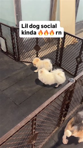 K9 Academy | Dog Training & Behaviour Modification on Instagram