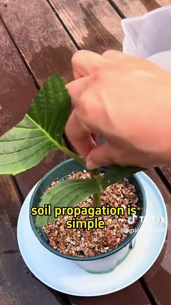 Essential Gardening Tips for Planting Hydrangeas