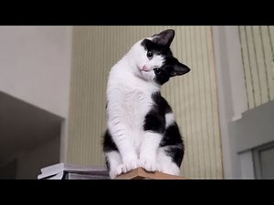 Cats Cute Overload | BEST Compilation