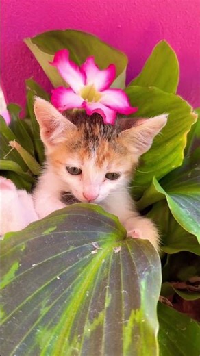 A cute flower of my garden #cute