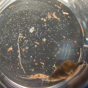 Feeling jittery? Those little white dots under the microscope aren’t bugs—they’re baby parasites, on the first day of their lives! These parasites are called “trematodes,” a type of parasitic flatworm. They emerged from the snail at the bottom right of this video. Trematodes can infect multiple tiers of hosts throughout their life cycles, but these particular trematodes don’t infect people. The scientists in our Coastal Disease Ecology Lab study these parasites to understand how they’re shaping 