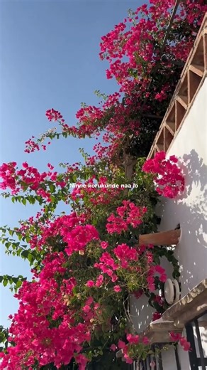 Muthayala Dharani song 🤍✨ #love #telugulovesongs #trending #lovesongs #explore #telugusongs #telugu