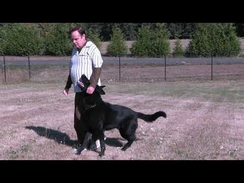 Great Focus and Reliable Obedience! Kraftwork K9 Pro German Shepherds