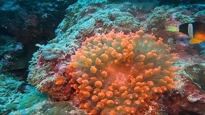 6.8K views · 113 reactions | Here are some facts about the deep sea: Depth: The deep sea is typically defined as the part of the ocean that's deeper than 200 meters (656 feet). The deepest part of the ocean is the Challenger Deep, which is located in the Mariana Trench in the western Pacific Ocean. It's about 10,935 meters (35,876 feet) deep. | Life Boat Science Academy | Facebook