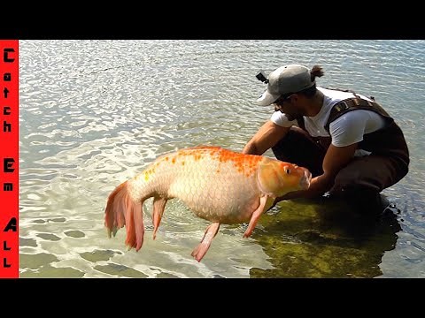 CATCHING Wild KOI FISH in QUICK SAND!