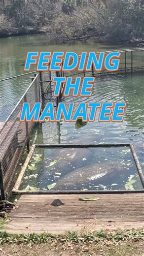 Feeding the Manatee at Homosassa Springs Wildlife State Park