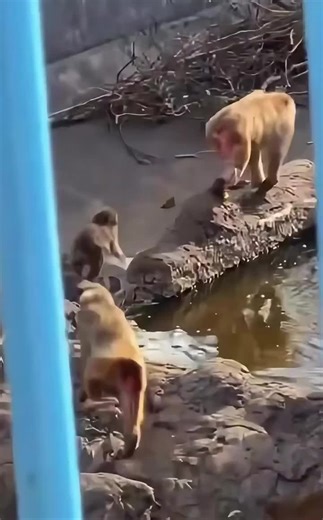 He was pushed straight into the water… 😭 📅 March 7, 2026 🎥 Video: baekhyun_a (@pu2022138) #hearttouching #babypunch #ichikawacityzoo #viralstory #trendingnow