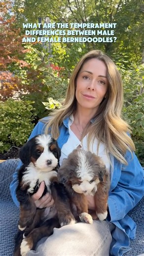 Rocky Road Doodles on Instagram: "What are the temperament differences between male and female Bernedoodles? How do these temperaments affect what individuals are looking for in dogs? • • • #bernedoodle #bernedoodles #bernedoodlesofinstagram #doodlelove #bernedoodlelove #puppylove #puppiesofinstagram #doodle #bernedoodlefacts #dogfacts #informational #doginformation #dogtemperament #temperament #malevsfemale #maledog #femaledog #bernedoodlelife #puppyinfo #puppylife #doggram #doggo"