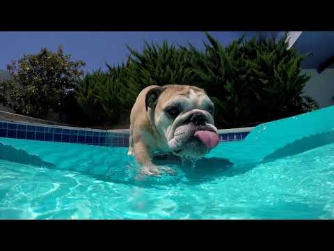 Bulldogs pool party gopro summer 25