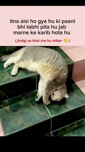 aalsi hu mitter 🙂 #explore #funnymemes #shortsfeed #memehub #catmemes #aestheic #popular #shorts