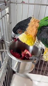 2.5K views · 384 reactions | Maui needs privacy with his pomegranate mom!殺 #VCStrong #FlockPower . . . Puffman makes cute sounds while eating a raspberry. 殺 #VCStrong #FlockPower . . . #caique #caiqueparrot #caiquesofinstagram #parrots #parrotsofinstagram #myparrot #cuteparrots #cute #birds #birdsofinstagram #pets #forthebirds #foryou #cutereels #trendingreels #animals #funnyanimals #instagram | Parrot Playhouse | Facebook