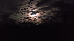 Caught a wonderful full moon howl during evening rounds... Enjoy! | Wolf Hollow
