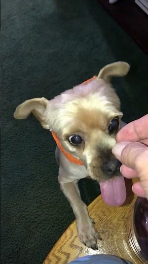 Peabody after his haircut 🤦‍♀️