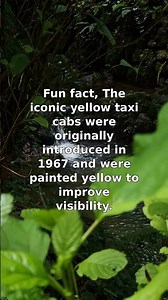 Why Yellow Taxis? A 1967 Visibility Upgrade