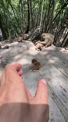 threelittlefrog0 on TikTok