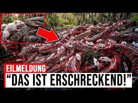 Millions of mice are OUT OF PLACE – and PYTHONS go completely CRAZY!
