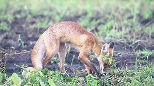 fox eating a caught mouse in the autumn morning