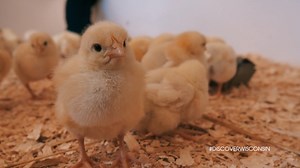 4.7K views · 126 reactions | Springtime means new life!  Explore Menomonie's Govin's Farm during spring: https://bit.ly/3dtHvjp | Discover Wisconsin | Facebook