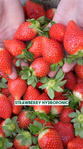2.3K views · 33 reactions |  How to obtain an excellent strawberry harvest?  Here are tips from our expert. Nicolò, an Irritec agronomist, explains how to optimize soilless strawberry cultivation in inert substrates. If you like this content, like and follow us to stay updated.  To find out more visit  https://www.irritec.com/go/corporate-colture-strawberry-hydroponic #strawberries #strawberrycultivation #agriculture #dripirrigation #fertigation #irritec | Irritec | Facebook