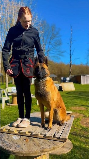 Who sees a police dog?