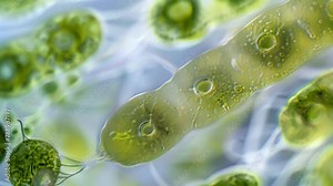 A microscopic view of a protist known as Euglena containing chloroplasts that make it capable of photosynthesis capturing energy from . AI generation.