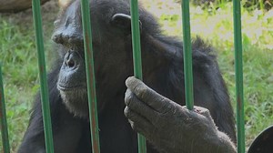 Adult Male Common Chimpanzee Eating Banana Stock Footage Video (100% Royalty-free) 11467697 | Shutterstock
