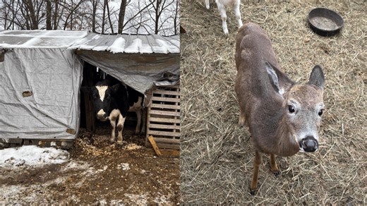 More than 300 animals recovered from Hadley animal sanctuary after neglect allegations