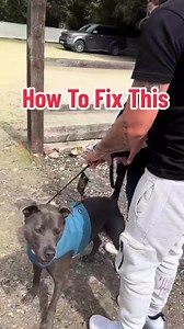 211K views · 1.3K reactions | The key to helping LEASH REACTIVITY is fixing the LEASH part. We have Step by Step tutorials on our website on how to fix lead walking so your dog walks nicely. #dogs #dogtraining #viral | Southend Dog Training | Facebook