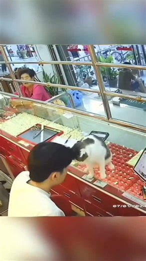 cats land | 🔴Follow @itscatsland for your daily cat memes, weirdness & endless meows 🐾 Which slide is your favorite? Drop a 😹 in the comments + tag a... | Instagram