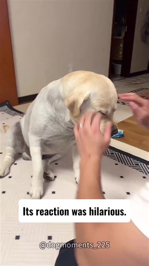 Hilarious Labrador Dog Clips to Brighten Your Day