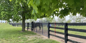 Lexington veterinarian addresses critical role safety plays in equine industry