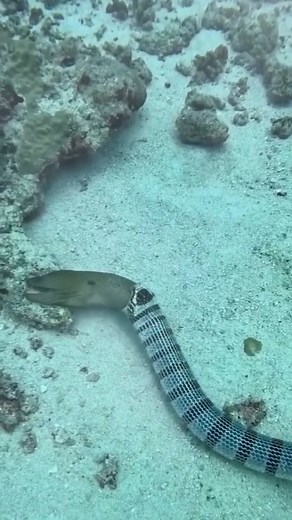 Only One on Instagram: "Battle of the century!⁠ ⁠ The Banded Sea Krait, known for its neurotoxic venom, struck the Moray Eel but bit off more than it could chew and had to retreat to the surface for air!⁠ ⁠ Taken by @therealtarzann"