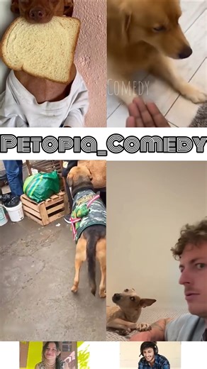 Animals Talking Like Humans 😍Pt-220 | Funny Animal Voice Over #cowsho #funnyanimals #animalcomedy