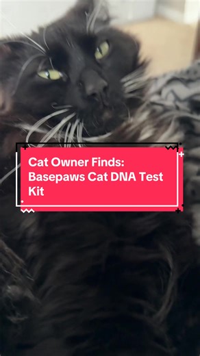 Discover Your Cat's DNA with Basepaws Test Kit