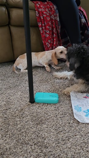 Dachshund, Tweenie puppy for sale