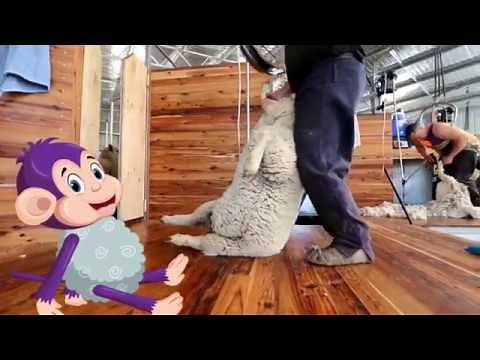 Curious Tots: How wool is made into fabric - from farm to shearing shed to mill | Educational videos