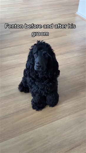 Lost half the dog #groom #hairtransformation #puppygroom #dogsoftiktok