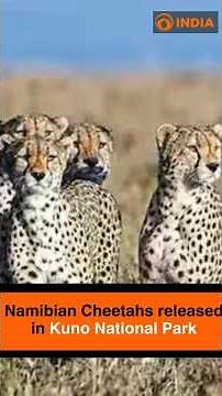 Namibian Cheetahs released in Kuno National Park