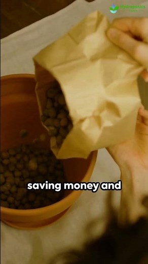 Why Clay Pebbles Are the Best Hydroponic Grow Media - Hydroponics Town