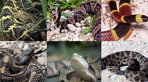 20K views · 169 reactions | Snake season is in full swing! Find out what to look out for so you avoid a snake bite as #CreatureWeek continues! | The Weather Channel | Facebook